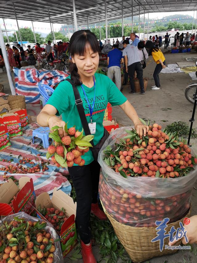 广东省糯米收购商，连接农田与市场的纽带