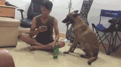 三个月大的马犬饲养与营养补给策略，优质喂养建议